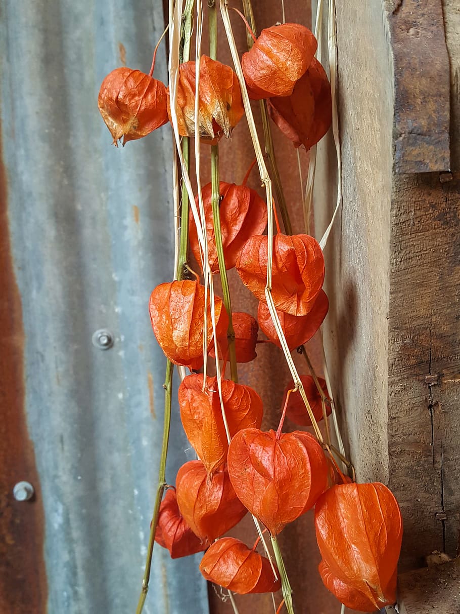 chinese lantern, physalis franchetii, oranges, textures, autumn HD wallpaper