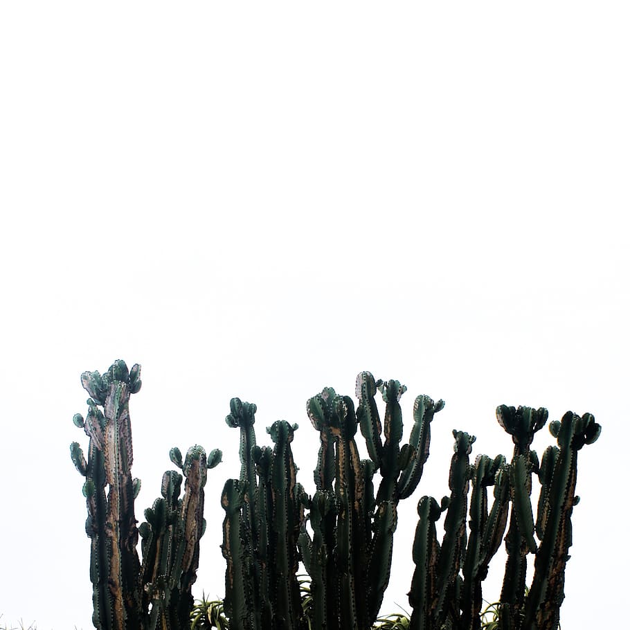 cactus, nature, minimal, white, green, plants, museum, white background HD wallpaper