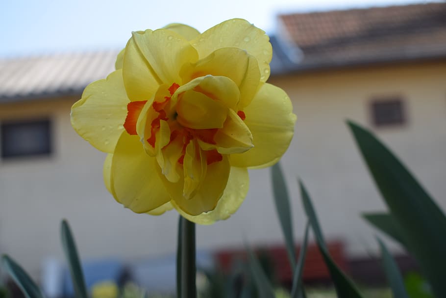 daffodil, spring, flower, nature, yellow, blooms at, flora HD wallpaper