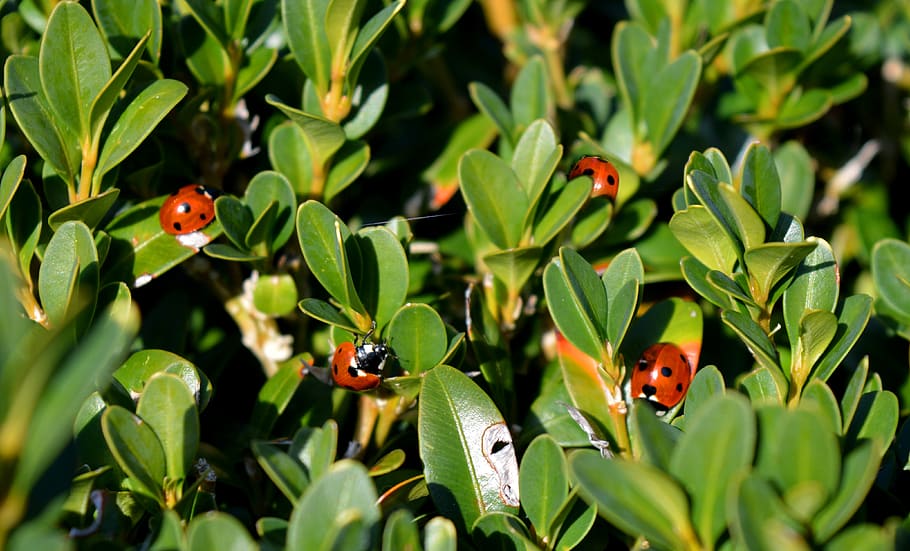 ladybug, buxbaum, nature, plant part, leaf, green color, growth HD wallpaper