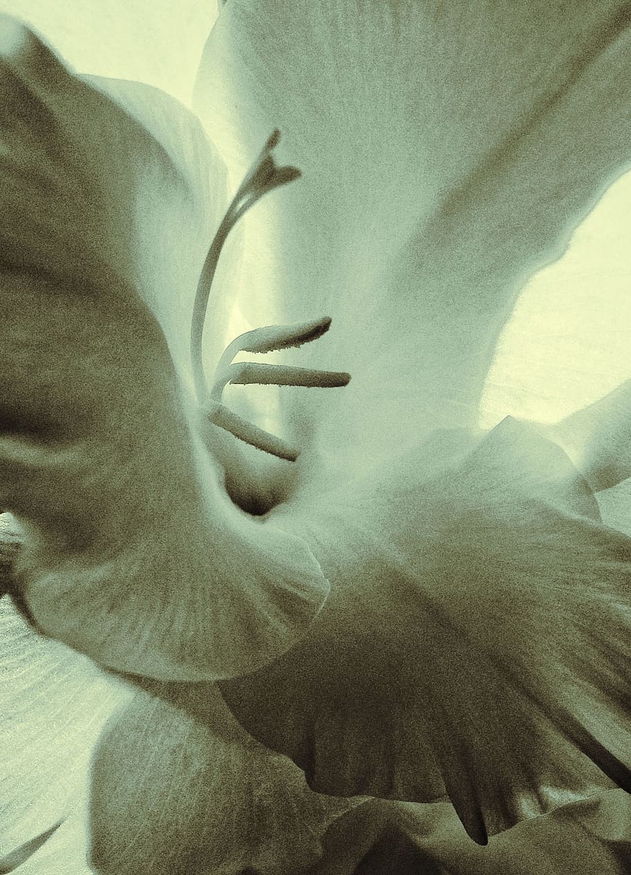 hand, white, photography, leaf, flower, close up, human body HD wallpaper