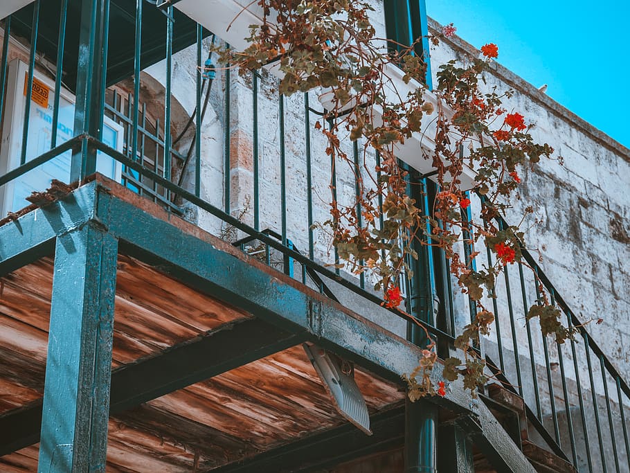 roses, ledge, building, architecture, built structure, building exterior HD wallpaper