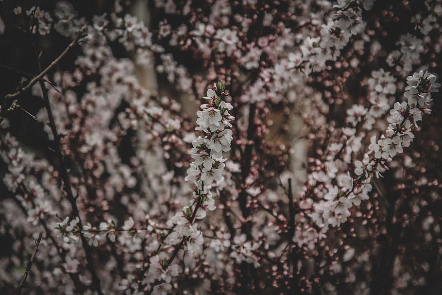 white flowers, blossom, plant, cherry blossom, flora, grey, landscape HD wallpaper