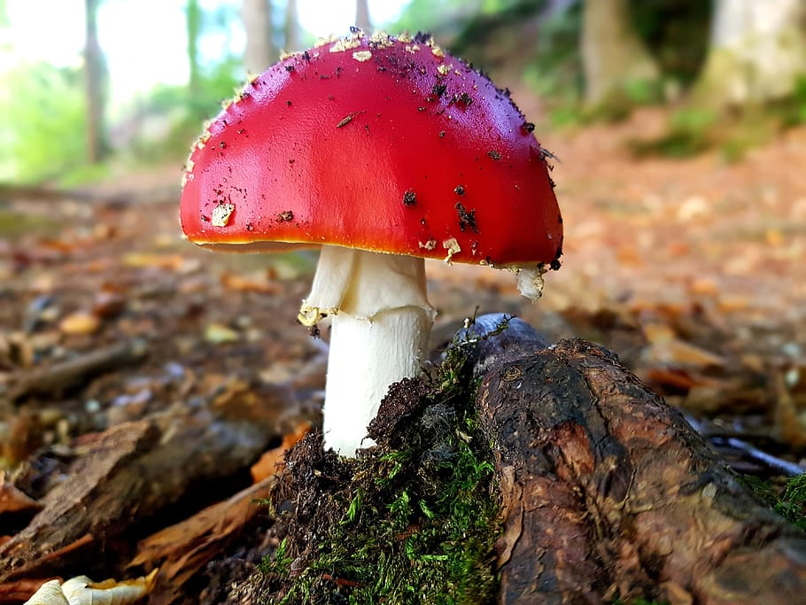 fly agaric, red, white, points, toxic, nature, forest, moss HD wallpaper