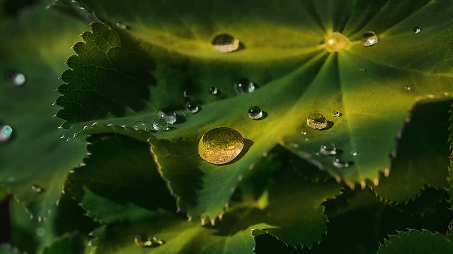 leaf, green, sunbeam, water, drop of water, plant, nature, background HD wallpaper