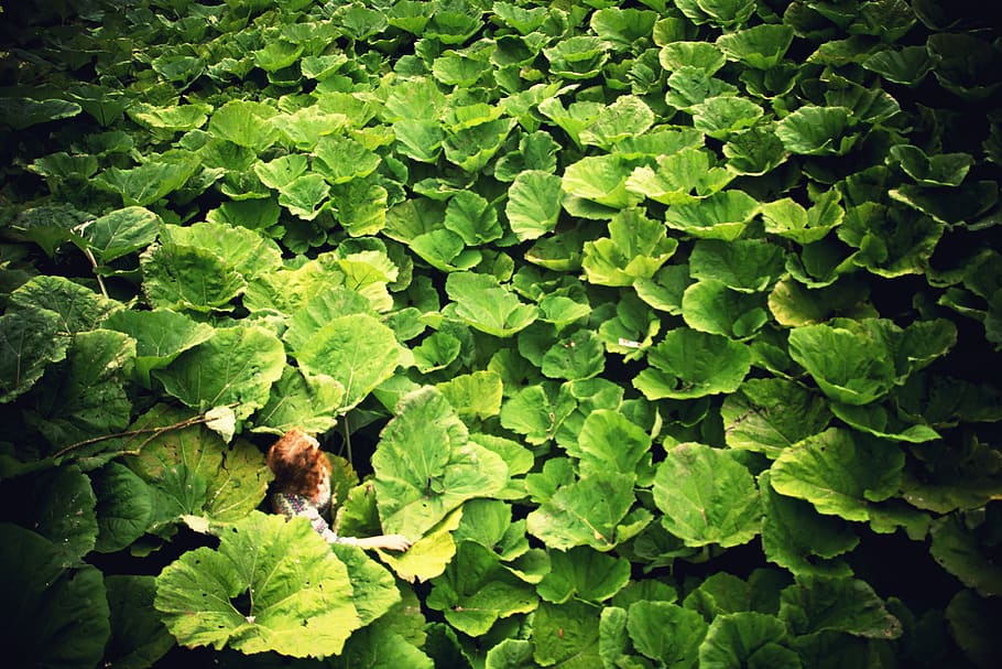 visby, green color, plant part, leaf, growth, nature, day, beauty in nature HD wallpaper