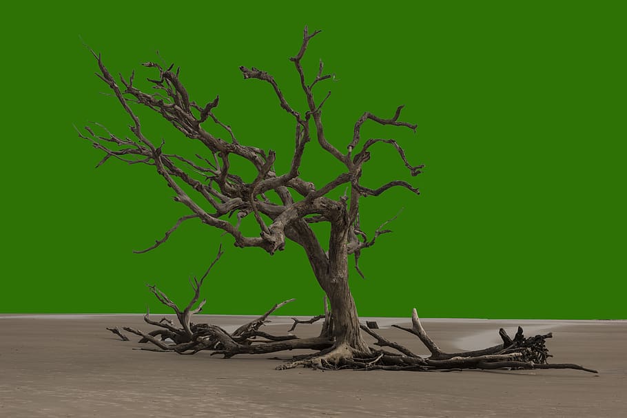 tree, dead, dry, old, drought, plant, nature, branch, land HD wallpaper