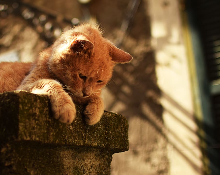 animal themes, mammal, one animal, cat, feline, domestic cat HD wallpaper
