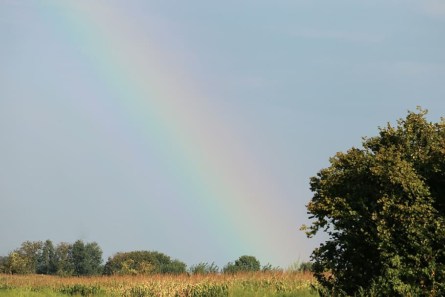 rainbow, sky, nature, colorful, summer, meadow, outdoor, tree HD wallpaper