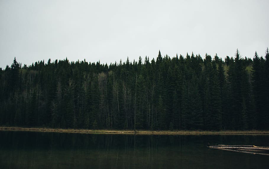reflection, forest, tree, pond, lake, landscape, mood, outdoor HD wallpaper