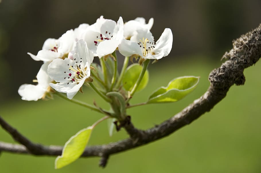 apple, blossom, bloom, tree, apple tree, apple blossom, spring HD wallpaper