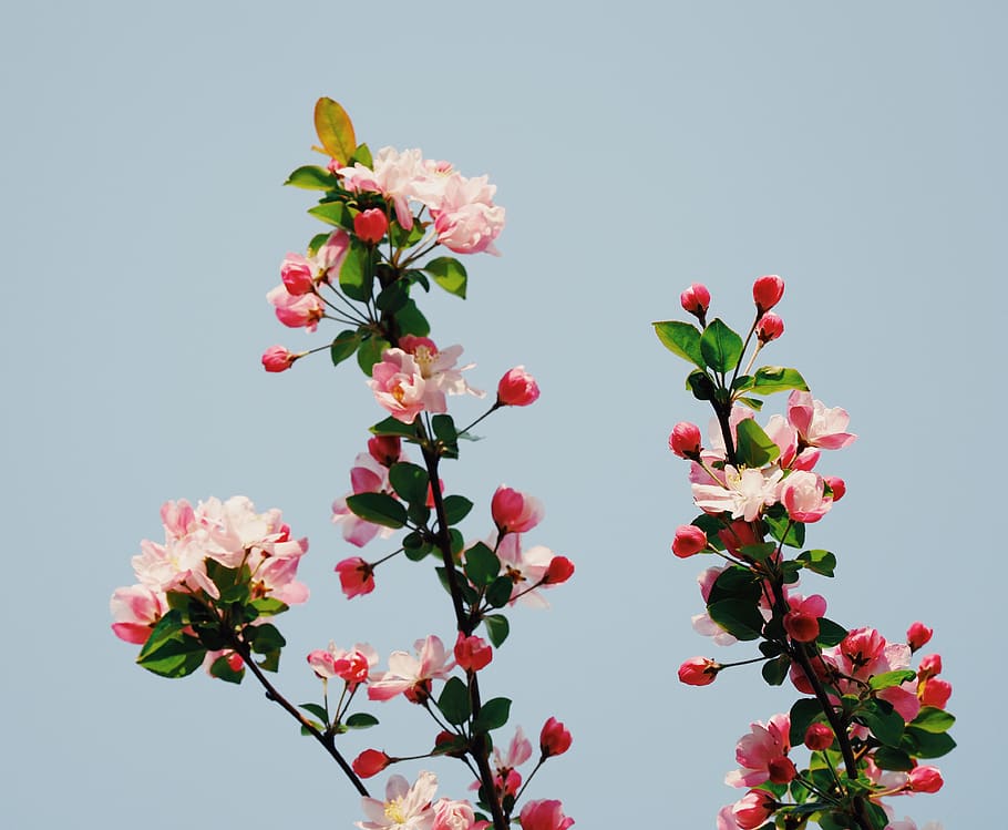 pink petaled flowers, flowering plant, freshness, beauty in nature HD wallpaper