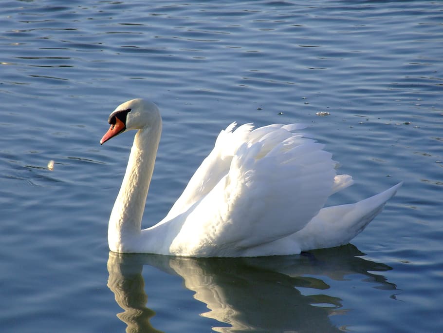 swan, lake, bird, animal wildlife, animals in the wild, water HD wallpaper