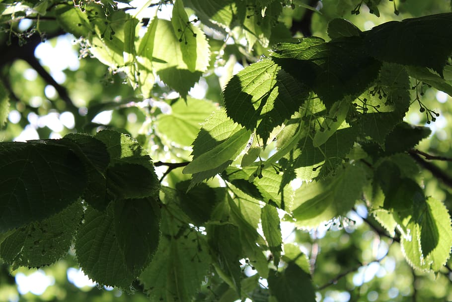 ukraine, dnipro, spring, green, nature, leaves, fresh, trees, HD wallpaper