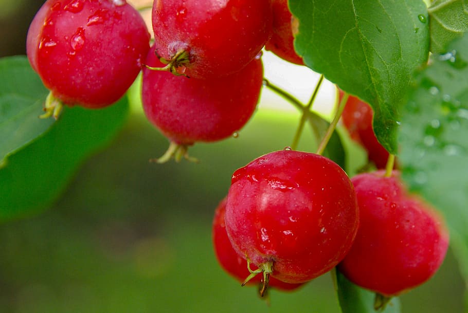 apple, garden, nature, red, mature, autumn, harvest, fruit HD wallpaper
