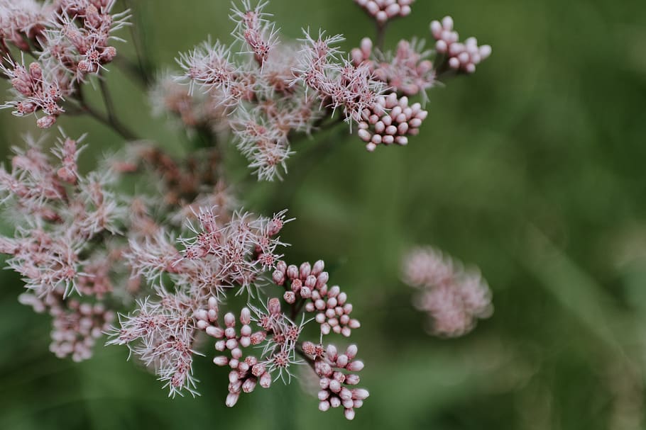 united states, cable, small, tiny, petals, white, wispy, floral HD wallpaper