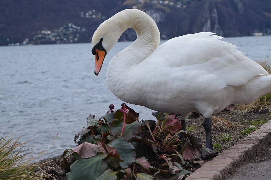 switzerland, lugano, water, bird, animal, animal wildlife, animal themes, HD wallpaper