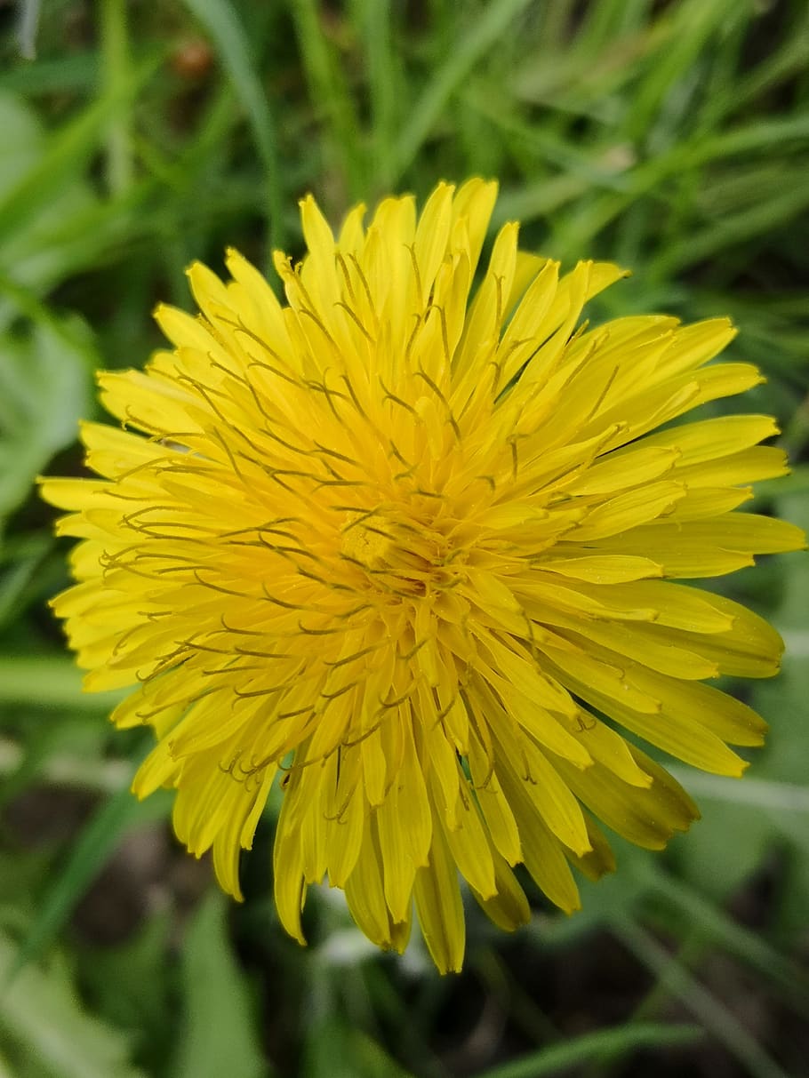 flower, dandelion, spring, flowering plant, fragility, freshness HD wallpaper