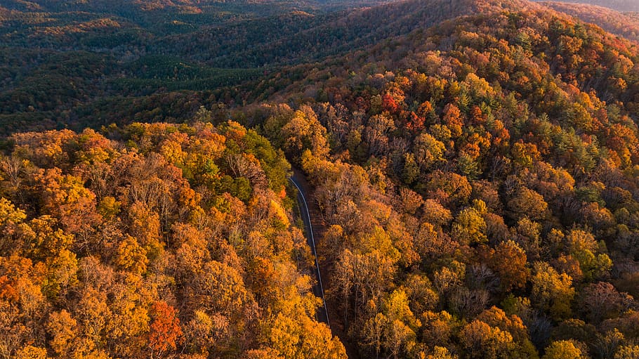 Trees on Mountain, bright, colors, daylight, environment, forest HD wallpaper