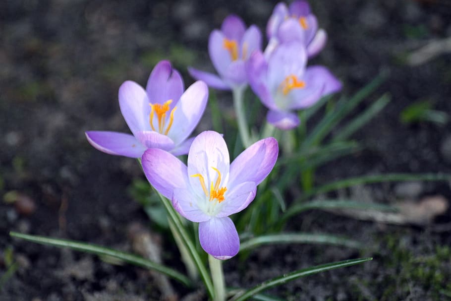 crocus, spring, hh, hamburgensien, walk in the park, macro HD wallpaper
