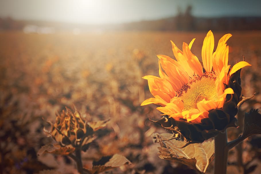sunflower, fall, latesummer, yellow, gold, plant, farm, country HD wallpaper