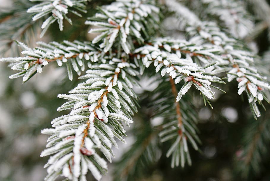 spruce, tree, forest, nature, pine, landscape, cold, snow, christmas HD wallpaper