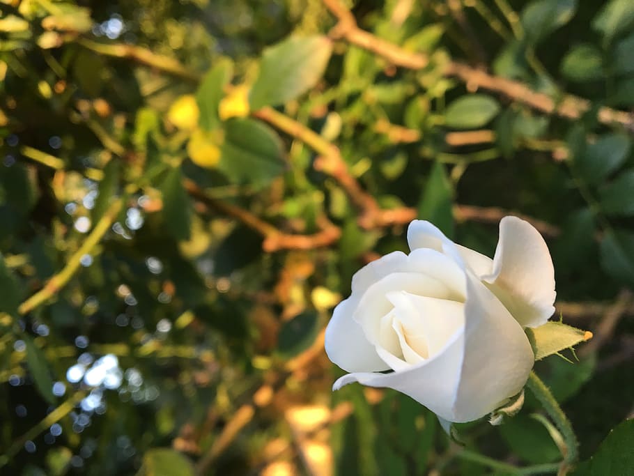flower, nature, green, forest, plant, flowering plant, growth HD wallpaper