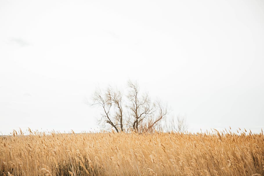 france, saint-chamas, tree, field, land, plant, environment HD wallpaper