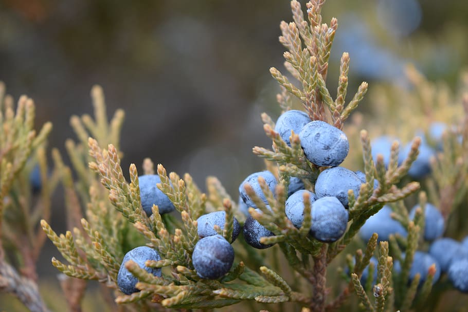 nature, pine, tree, trees, forest, berries, plant, growth, fruit HD wallpaper