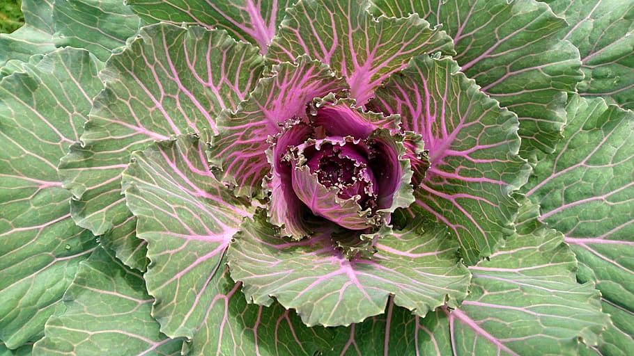cabbage, cabbage leaves, vegetable, vegetable garden, dacha HD wallpaper