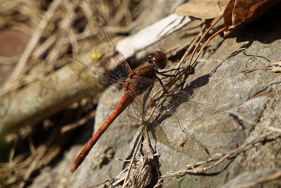 dragonfly, insect, macro, nature, wing, summer, animal world HD wallpaper