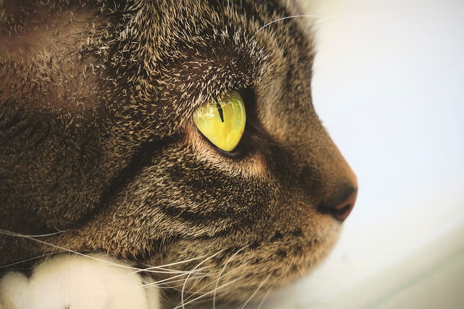 cat, eyes, view, face, domestic cat, cat's eyes, expressive HD wallpaper