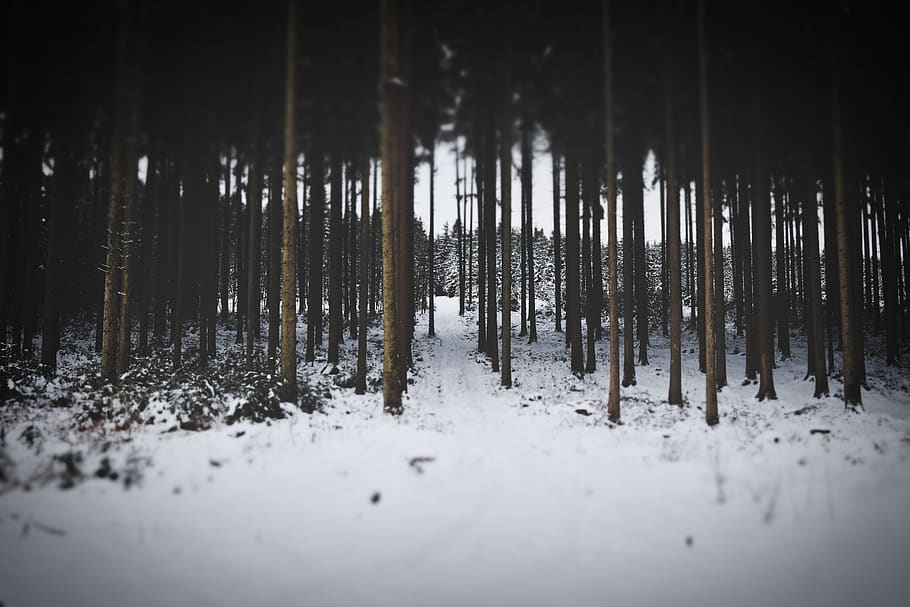 winter, forest, snow, cold, wintry, idyllic, wilderness, mood HD wallpaper