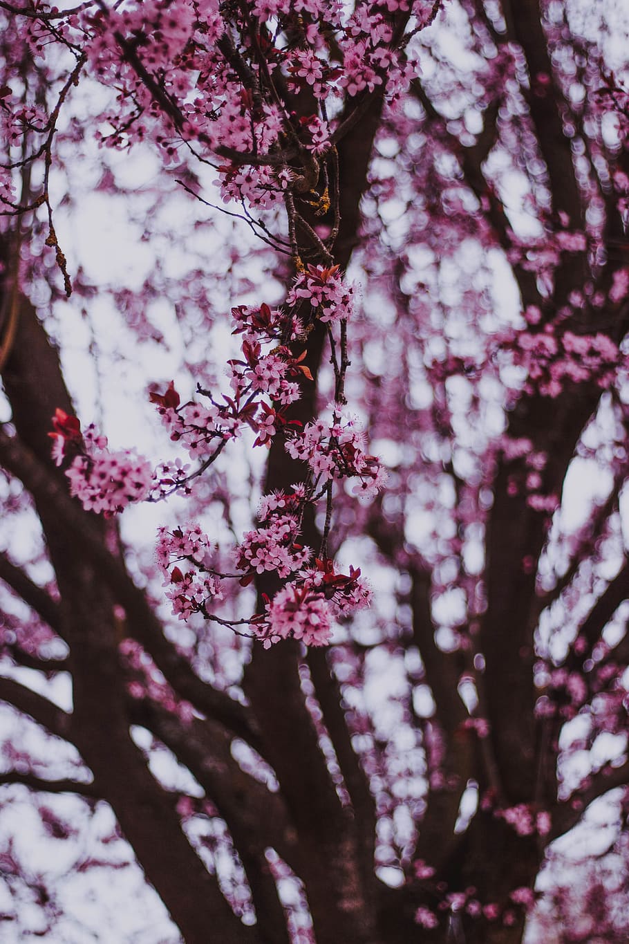 cherry blossom tree, plant, flowering plant, growth, beauty in nature HD wallpaper