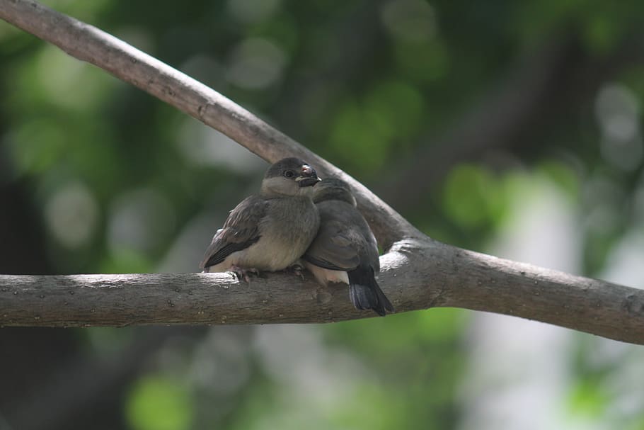 bird, bird-on-tree, borneo, birdsofborneo, travel, malaysia HD wallpaper