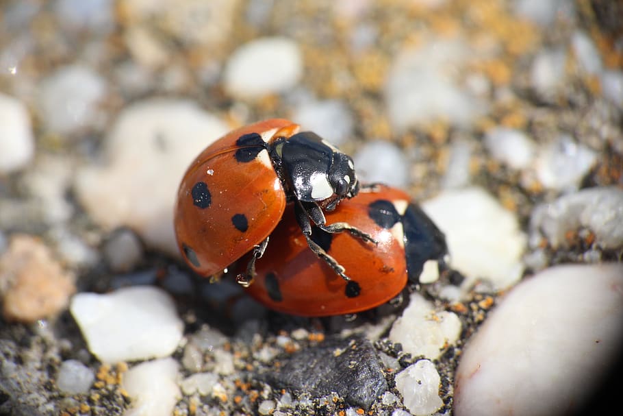 animal, close up, pairing, ladybug, romantic, luck, beetle HD wallpaper