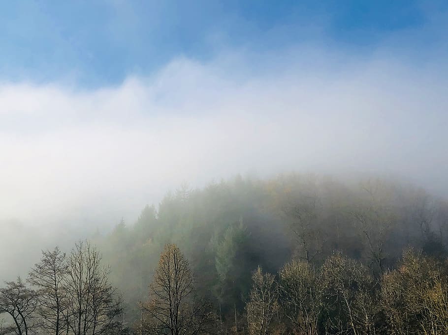fog, tree, forest, sky, germany, morning, mist, black forest HD wallpaper