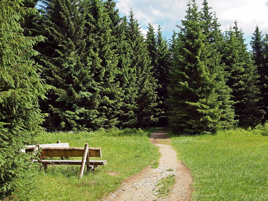 way, forest, jungle, tree, nature, wood, plant, green color HD wallpaper