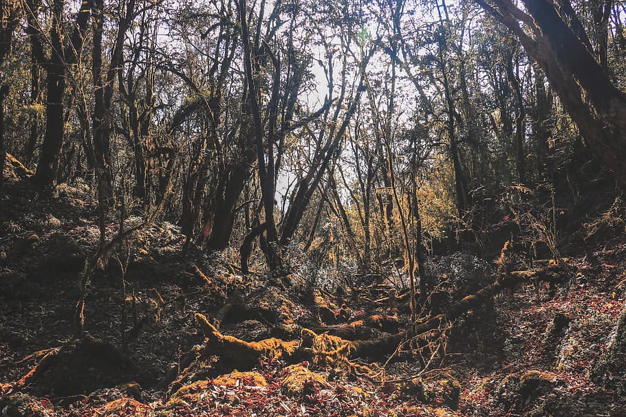 trees during daytimee, forest, plant, land, tranquility, woodland HD wallpaper