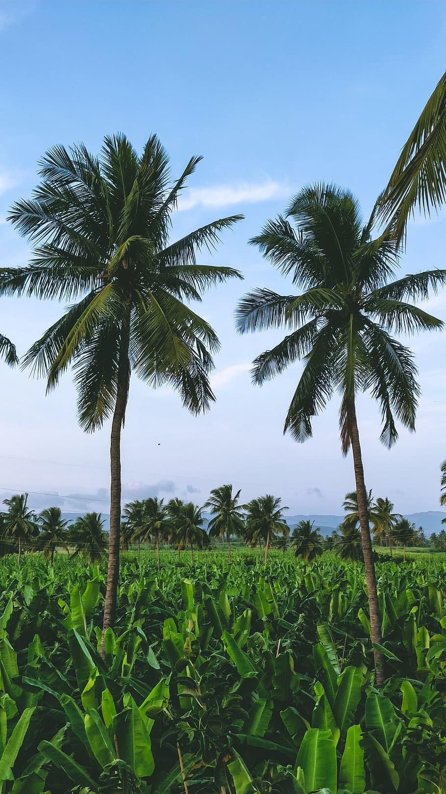 palm trees, plant, growth, sky, beauty in nature, green color HD wallpaper
