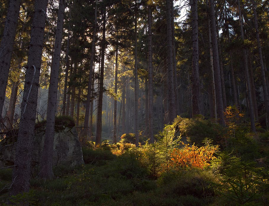 green forest, vegetation, tree, land, flora, outdoors, nature HD wallpaper