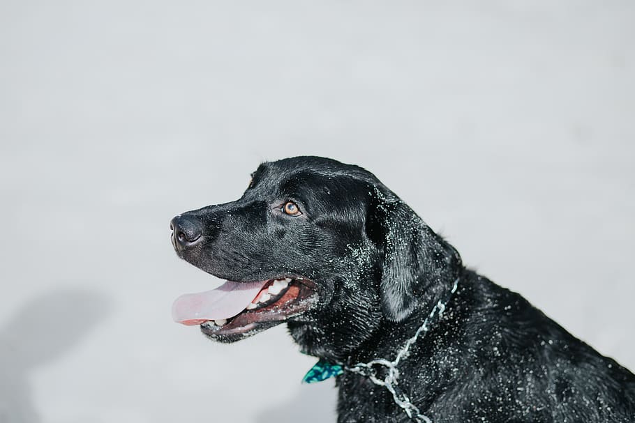 black Labrador retriever looking side, animal, dog, canine, mammal HD wallpaper