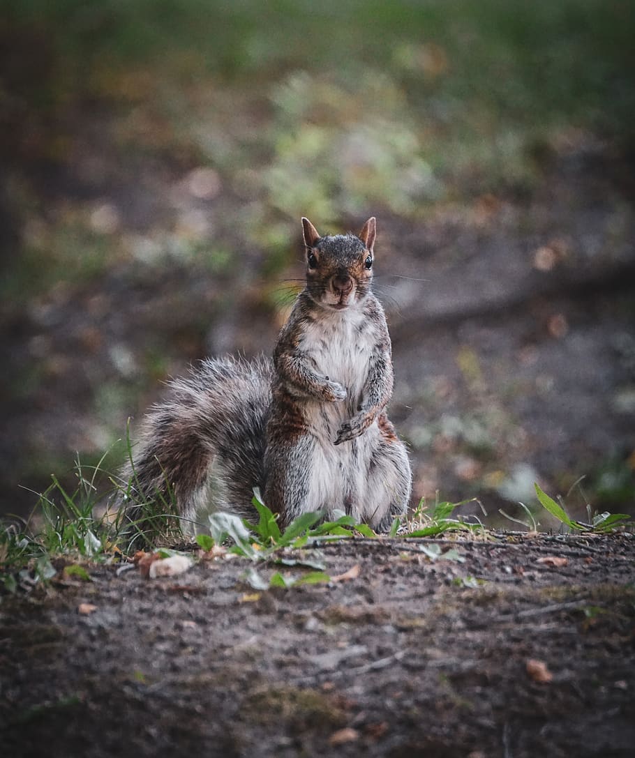 squirrel on green grass, mammal, one animal, domestic, vertebrate HD wallpaper