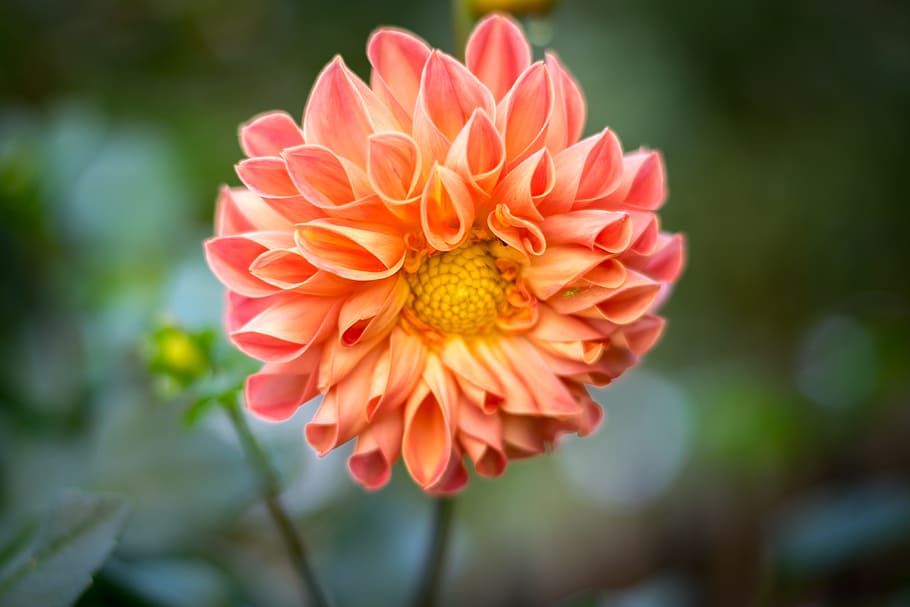 Selective Focal Photo of Pink Cluster-petaled Flower, background HD wallpaper