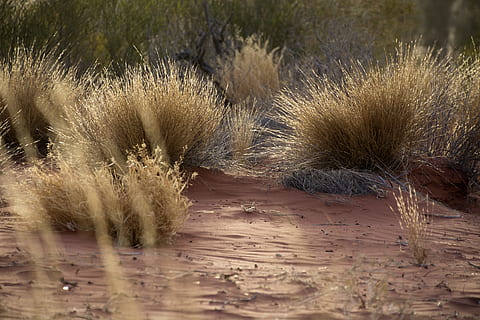 uluru, desert, sand, grass, plant, nature, no people, land HD wallpaper