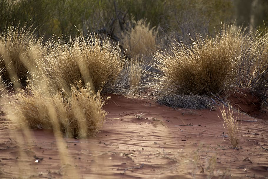 uluru, desert, sand, grass, plant, nature, no people, land HD wallpaper