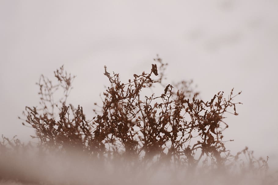 brown leaf, nature, outdoors, animal, bird, flying, fog, weather HD wallpaper