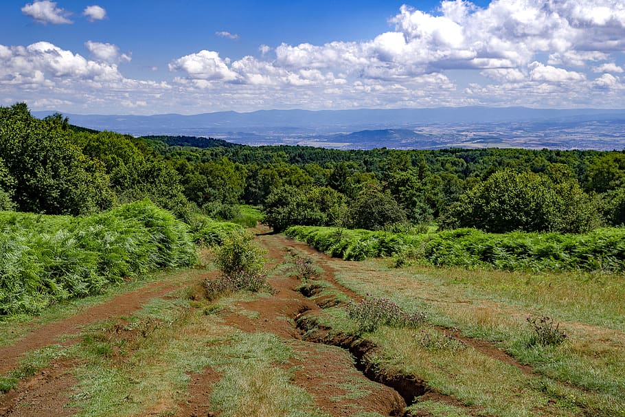 landscape, countryside, path, forest, nature, puy de dome, auvergne HD wallpaper