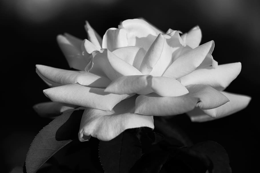 nature, flora, flower, leaf, beautiful, desktop, petal, summer HD wallpaper