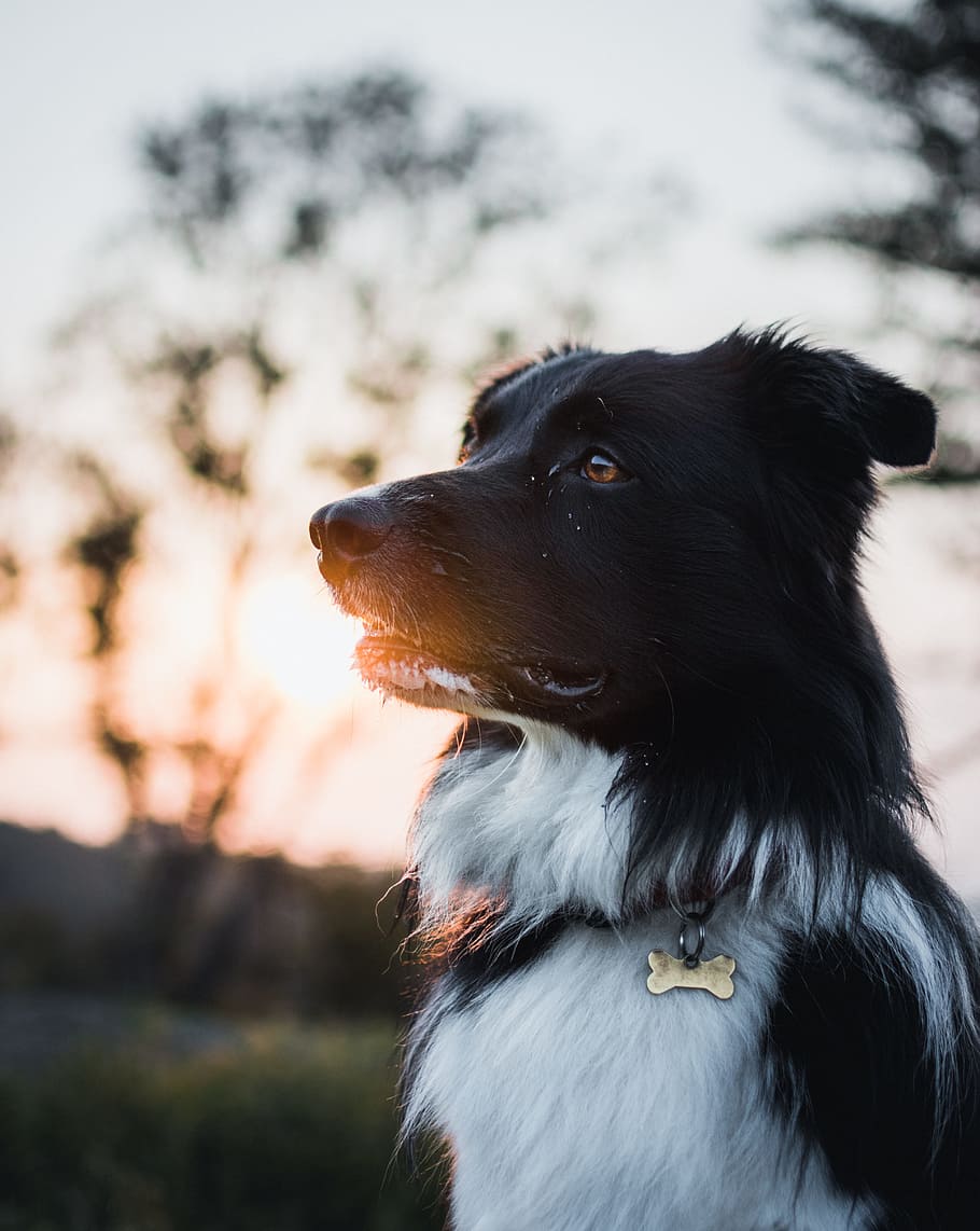 selective focus photography of white and black border collie, HD wallpaper